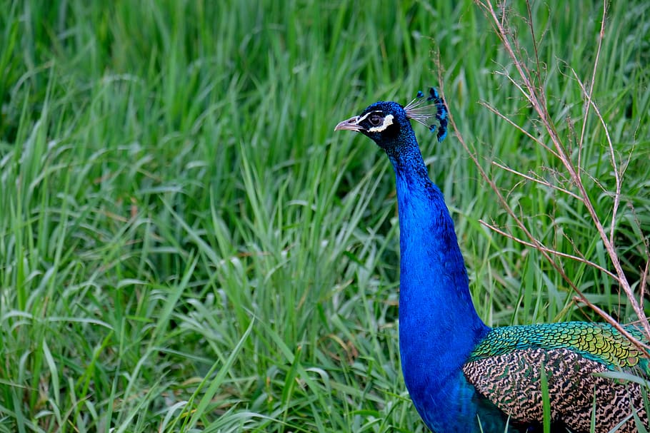 peacock, bird, pride, feather, nature, animal, blue, colorful HD wallpaper