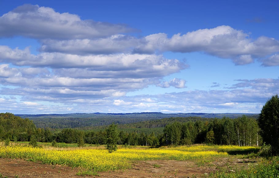 field, sky, nature, forest, summer, landscape, clouds, day HD wallpaper