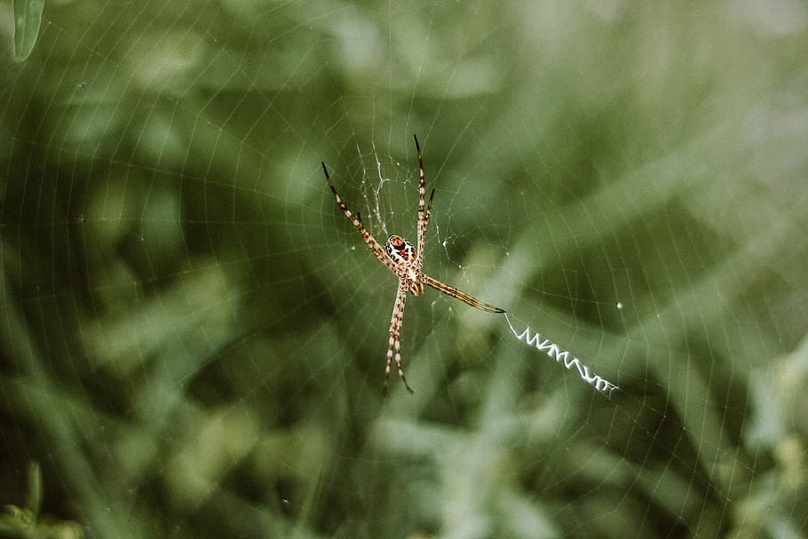 spider, web, outdoor, insect, spider web, animal, animal themes HD wallpaper