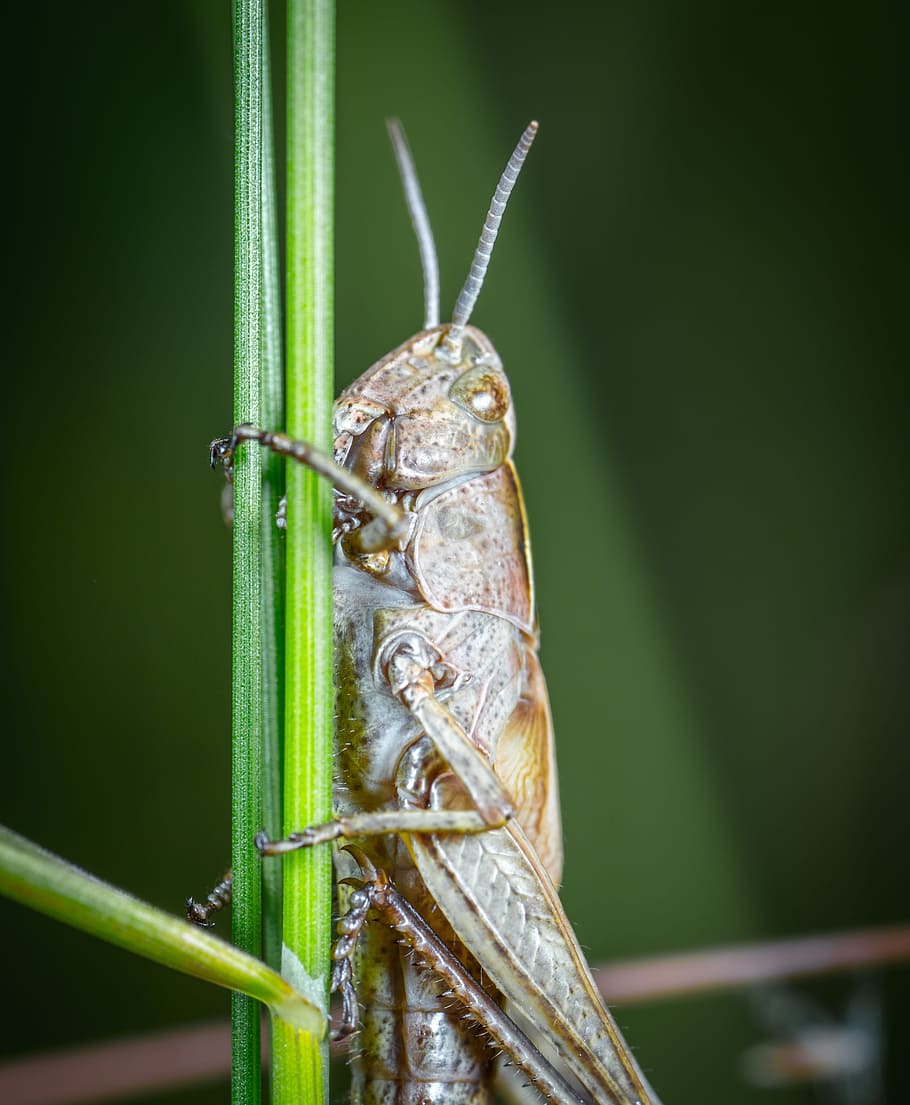 insect, grasshopper, mustache, animals, living nature, filly HD wallpaper