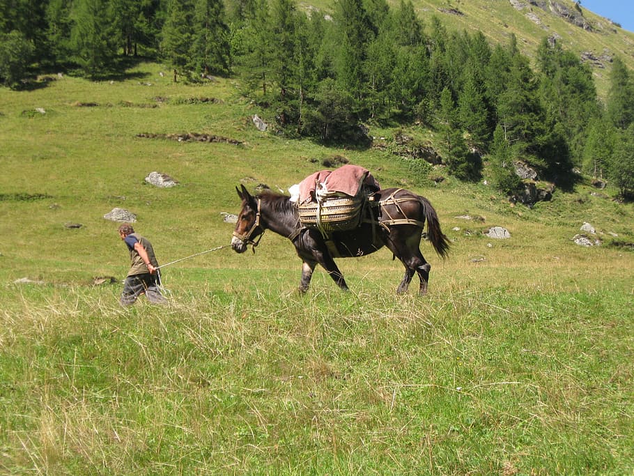donkey, soma, mountain, load, supplies, mammal, domestic, domestic animals HD wallpaper