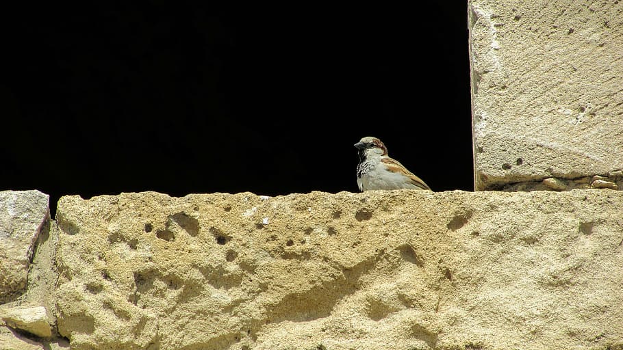 cyprus, castle, window, sparrow, looking, animal, animal themes HD wallpaper