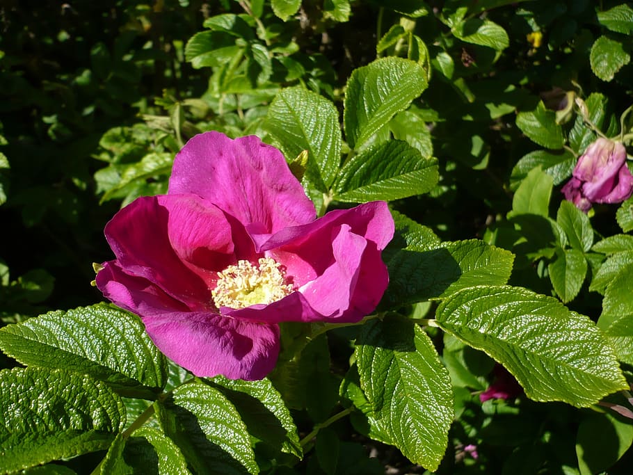 rose, pink, close, macro, flower, blossom, bloom, flowering plant HD wallpaper