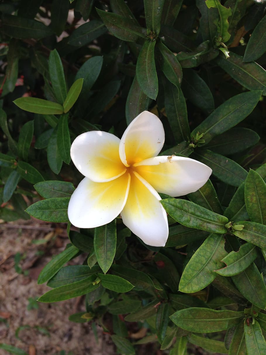 Flower, White, Nature, Delicate, Garden, frangipani, tropical Climate HD wallpaper