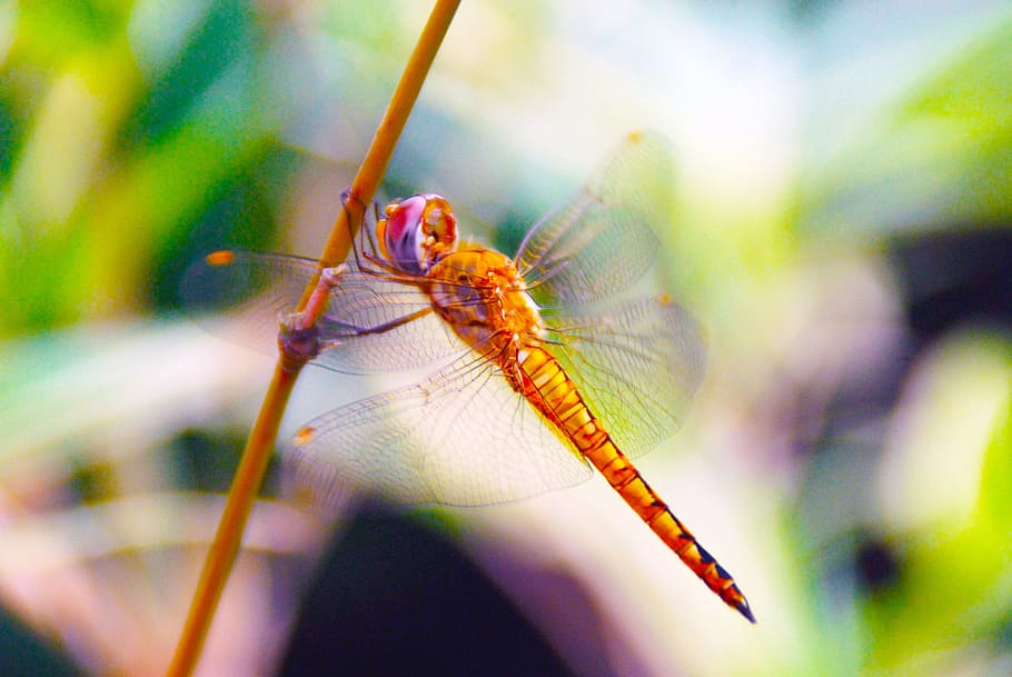 dragonfly, insect, nature, bug, animal, wing, summer, orange HD wallpaper