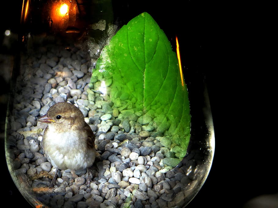 sparrow, sperling, bird, glass, photomontage, bird in the glass, HD wallpaper