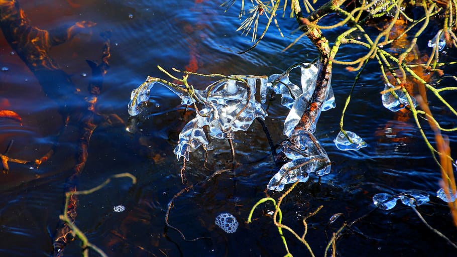 ice, cold, bach, water, nature, no people, day, plant, close-up HD wallpaper