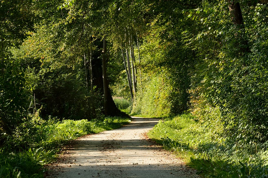 away, forest path, nature, trees, lane, trail, autumn, hiking HD wallpaper