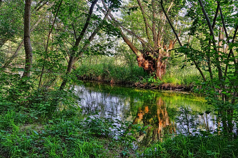 body of water between green leaf plants and trees, river, riparian zone HD wallpaper