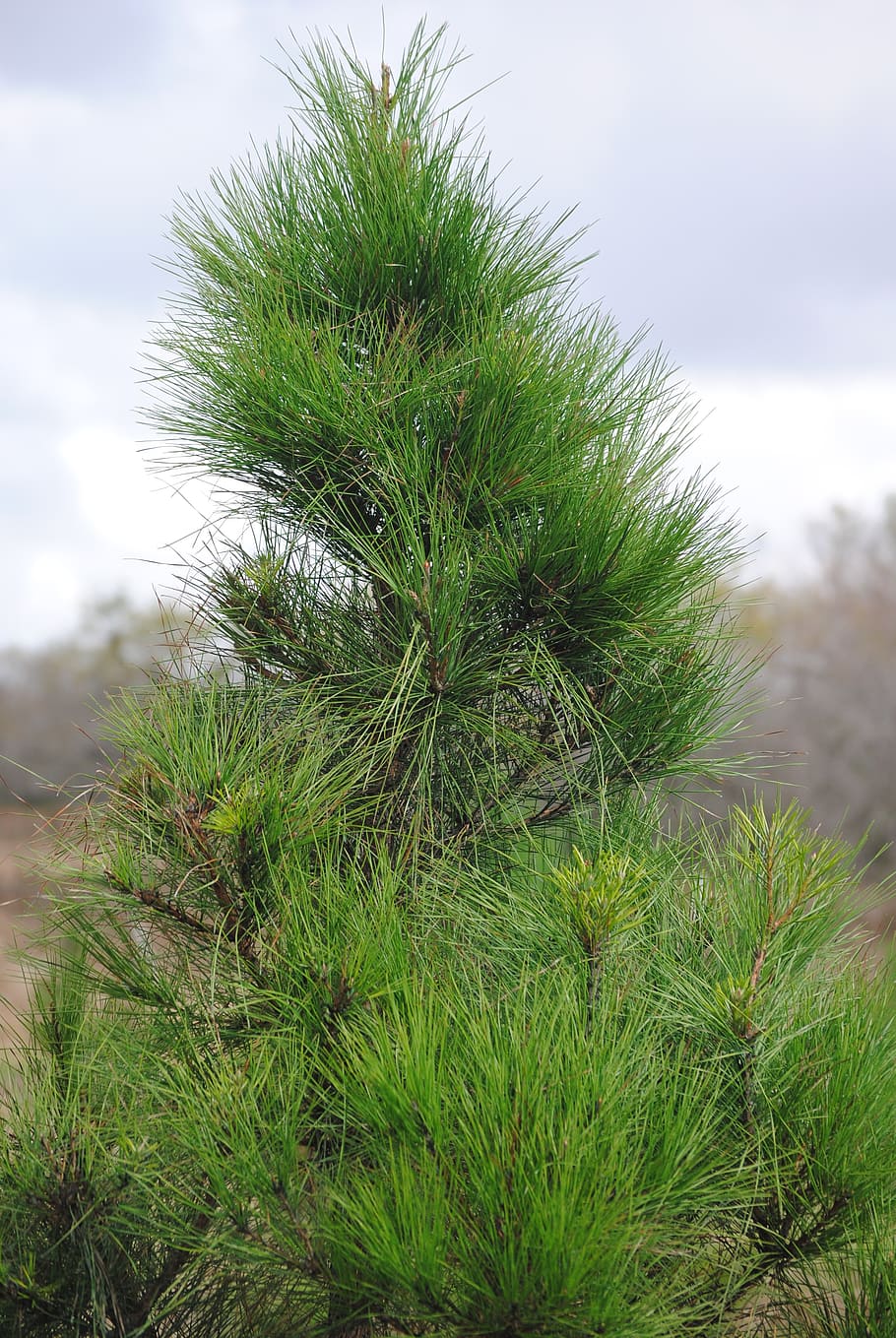 pine, tree, christmas, winter, celebration, season, year, green HD wallpaper