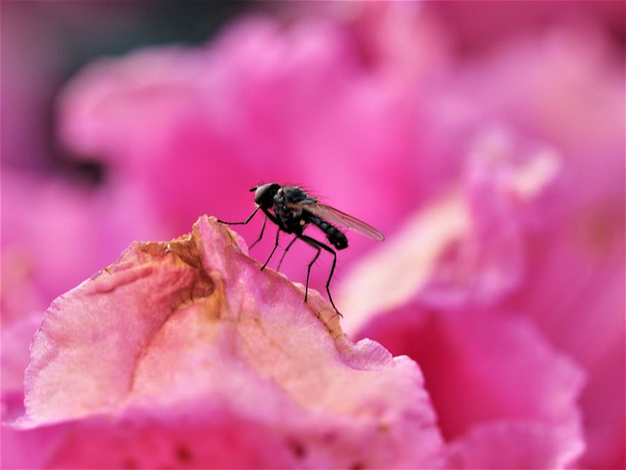 fly, insect, flower, nature, invertebrate, animal themes, animal wildlife HD wallpaper