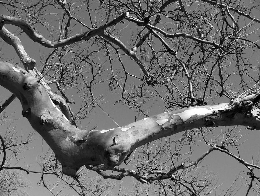 branch, tree, gnarled, arm, elbow, nature, season, autumn, forest HD wallpaper