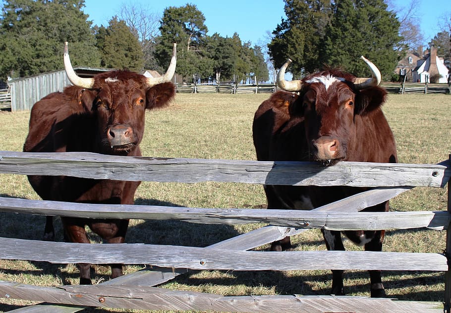 oxen, fence, agriculture, animals, livestock, rails, domestic, HD wallpaper