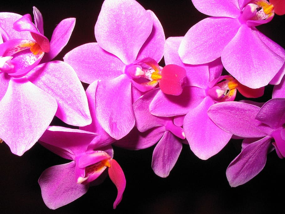 Orchids, Flowers, Nature, Still Life, blossom, bloom, plant HD wallpaper