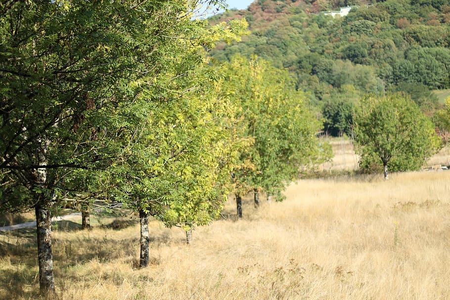 tree, field, pre, tidy trees, based, plant, growth, land, landscape HD wallpaper