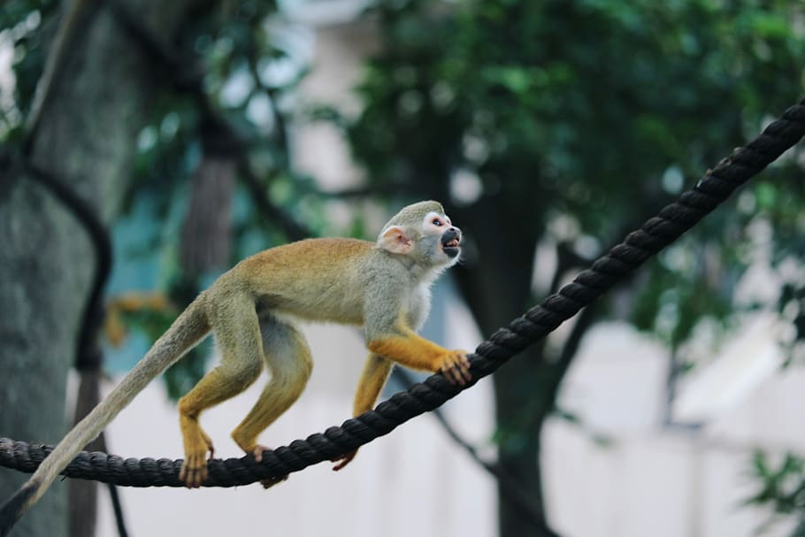white monkey climbing on a black rope, gray and brown monkey on black rope HD wallpaper