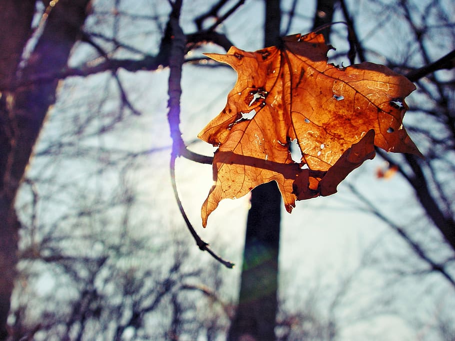 leaf, light, backlit, environment, wood, sunny, fall, autumn HD wallpaper