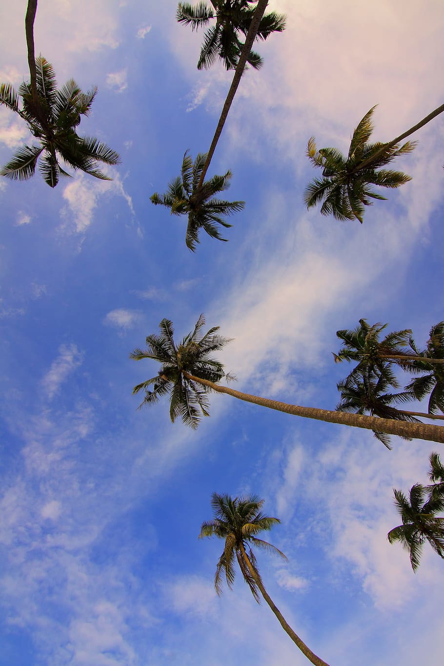 bottom view of palm trees in wide lens during daytime, daylight HD wallpaper