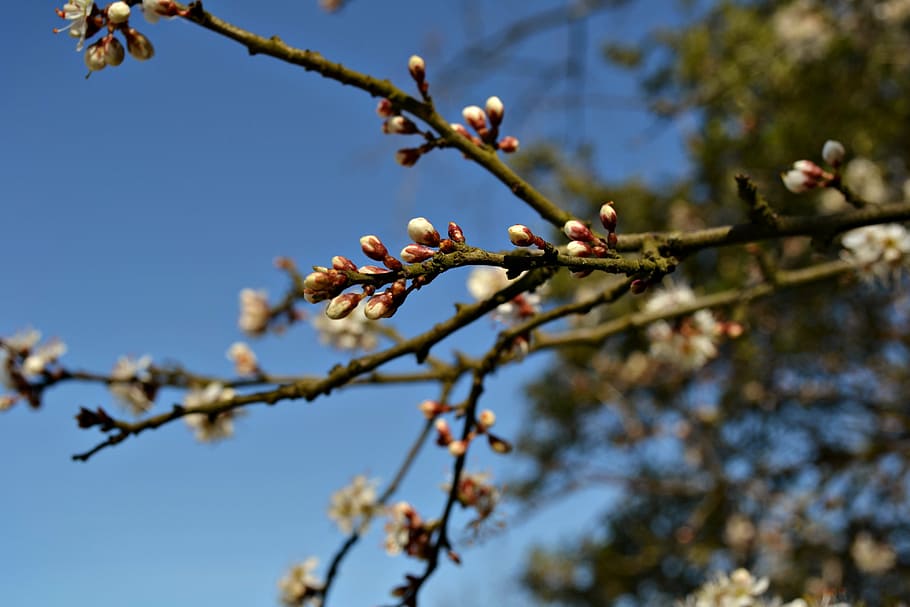blossoms, flower buds, tree, branches, spring, blue sky, nature HD wallpaper