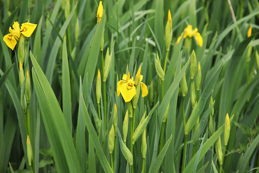 iris, yellow, flowers, nature, garden, schwertliliengewaechs HD wallpaper