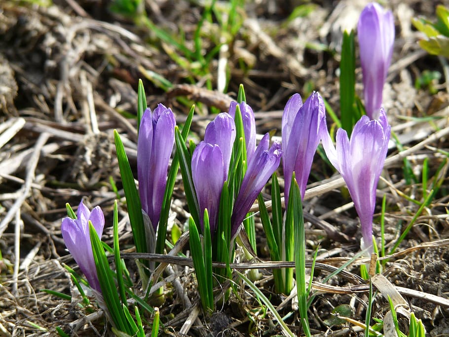 spring crocus, blue, purple, flowers, blossom, bloom, crocus vernus HD wallpaper