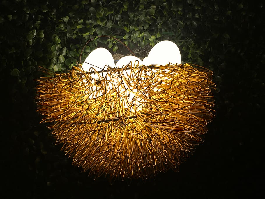 nest, life, egg, close-up, no people, nature, plant, day, outdoors HD wallpaper