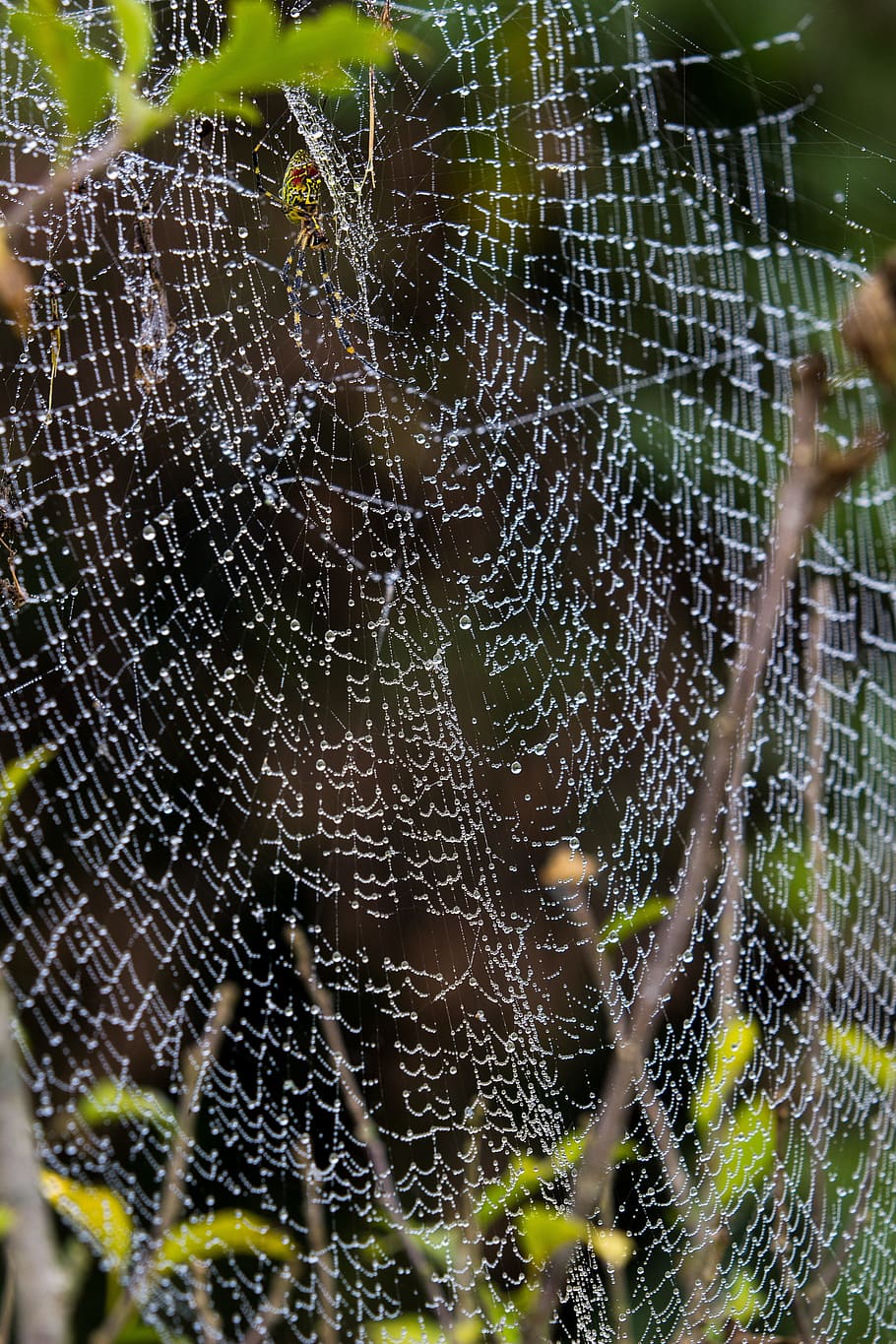 spider web, dew, insects, morning dew, network, close-up, fragility HD wallpaper