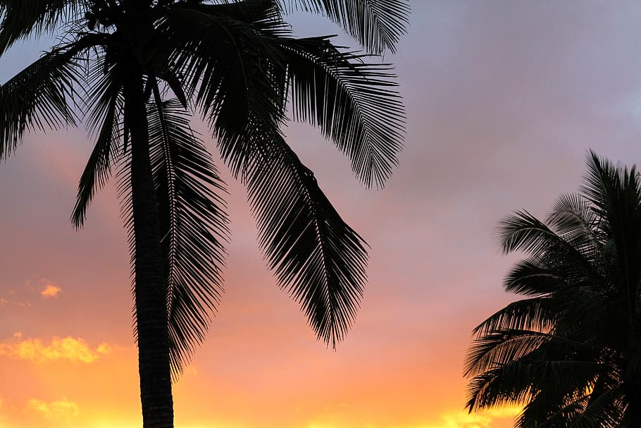 coconut, tree, sky, dark, orange, clouds, sunset, sunsrise HD wallpaper