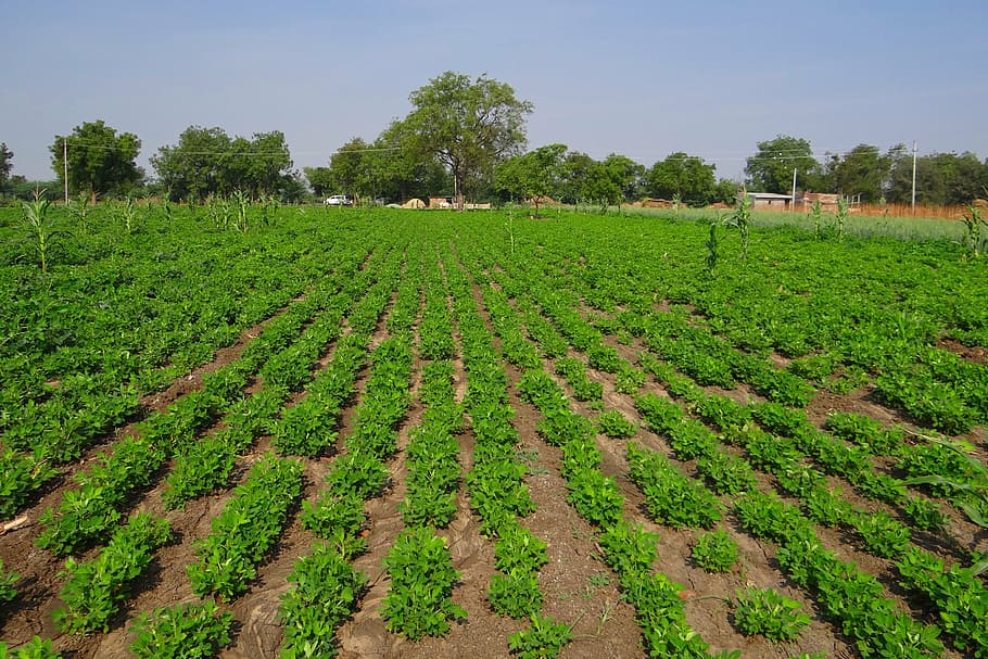 groundnut field, peanut crop, agriculture, oilseeds, karnataka, HD wallpaper