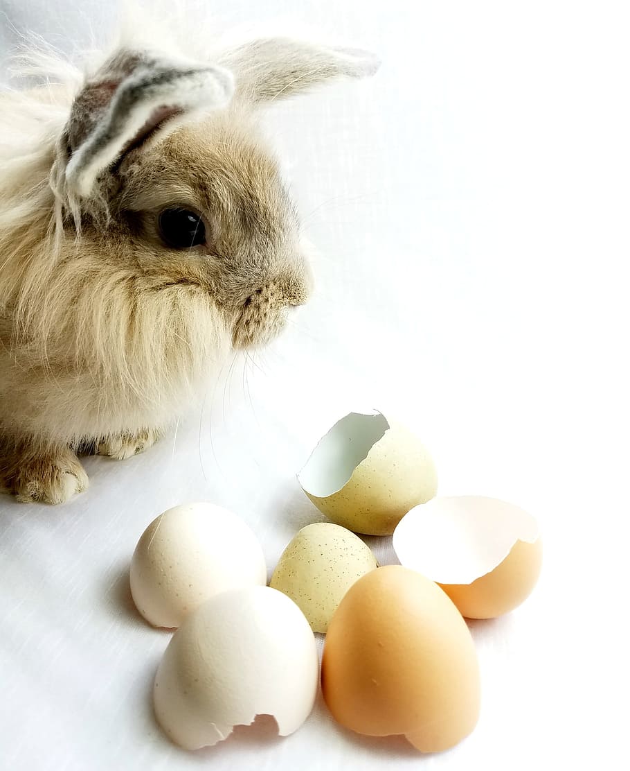 bunny, rabbit, easter, eggshells, mammal, animal themes, pets HD wallpaper