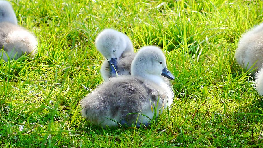 close-up photography of ducklings sitting on green grass, swan HD wallpaper