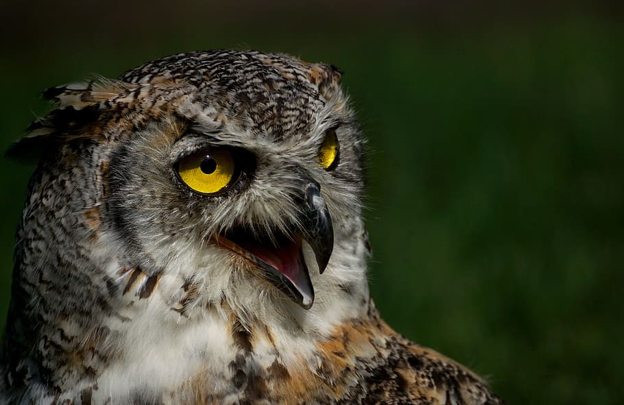 owl photo, eagle owl, bird, bird of prey, feather, plumage, bill