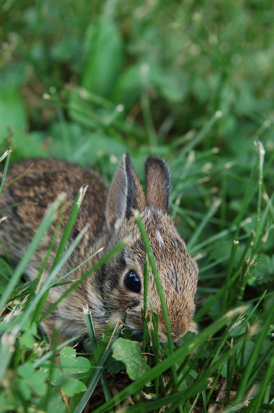 bunny, rabbit, cute, adorable, easter, animal, little, baby HD wallpaper