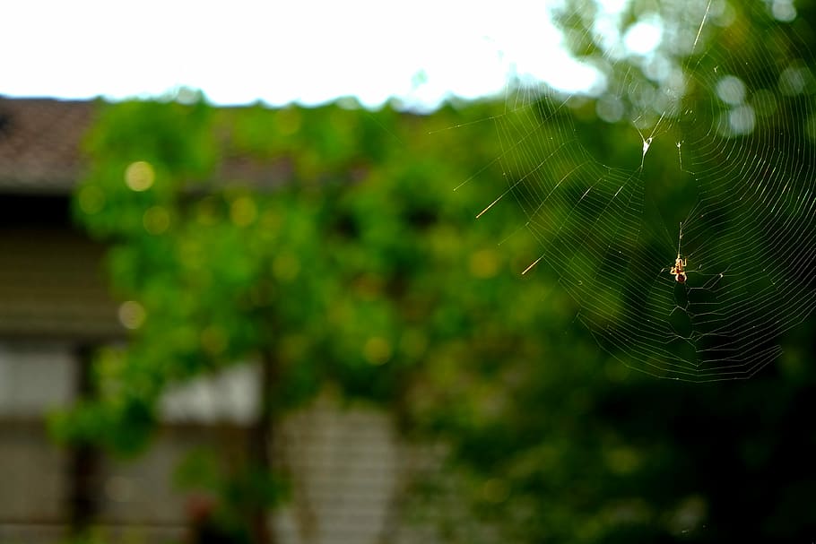 Cobweb, Spider, Nature, Insect, Close, network, macro, animal HD wallpaper