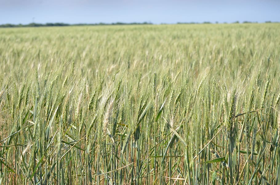 wheat, field, nature, plant, growth, land, agriculture, landscape HD wallpaper