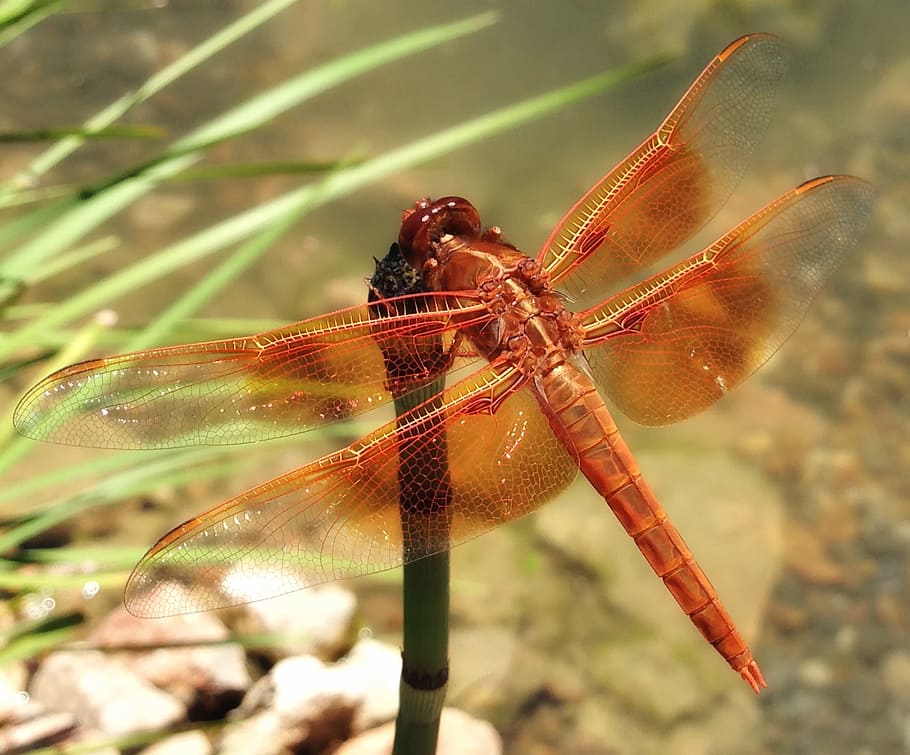 Red Dragonfly on Leaf, close-up, insect, macro, nature, wings HD wallpaper