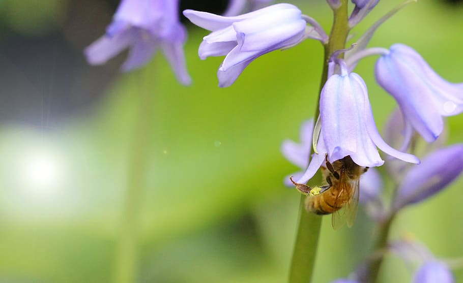 Blue Bell, Spring, Nature, Bee, garden, plant, flower, green HD wallpaper