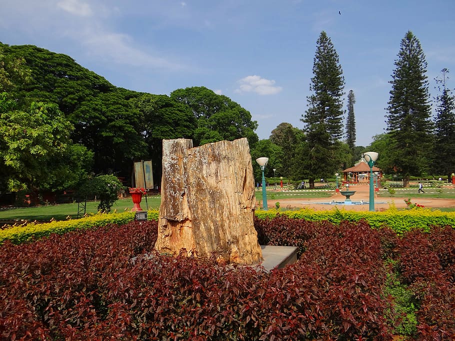 fossil, tree-trunk, petrified, geology, rock, park, karnataka HD wallpaper