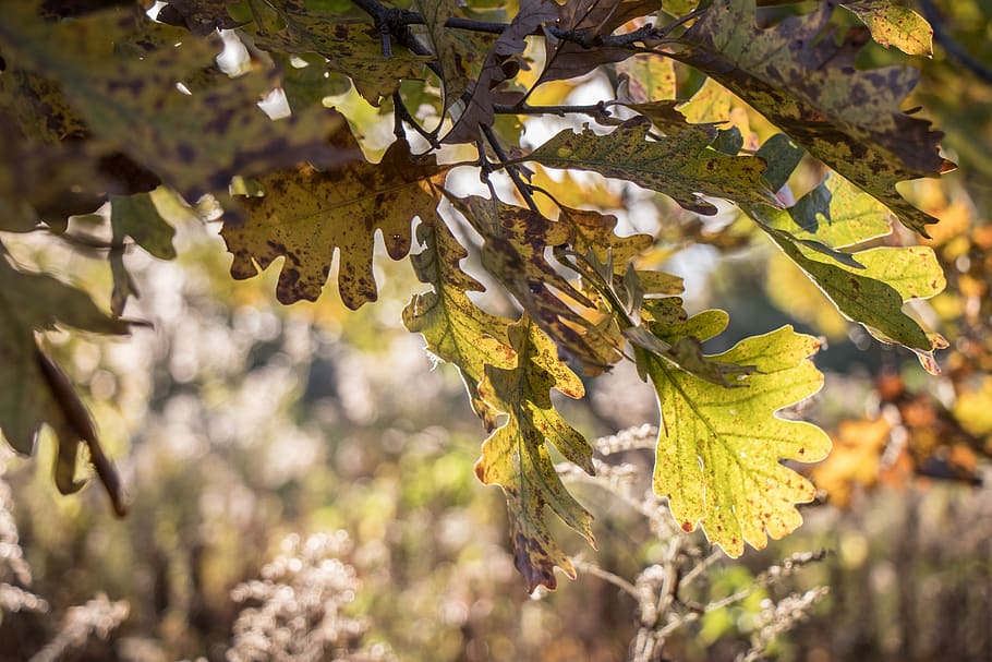 leaf, tree, nature, flora, season, fall, oak, leaves, plant HD wallpaper
