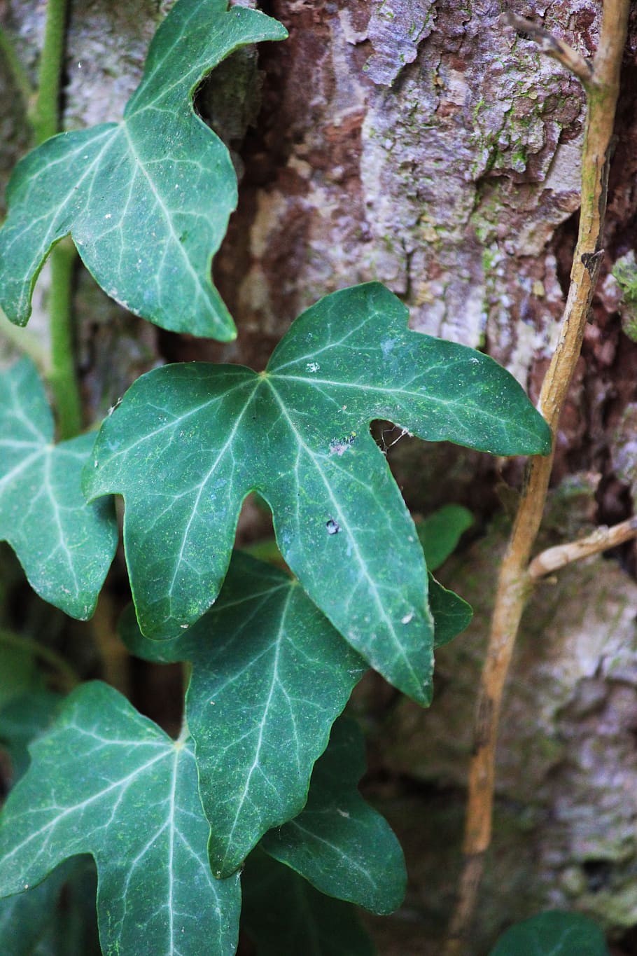 ivy, leaves, nature, plant, climber plant, ivy leaf, bark, plant part