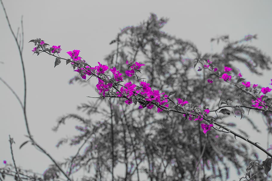 flower, nature, pink, plant, flowering plant, freshness, tree HD wallpaper