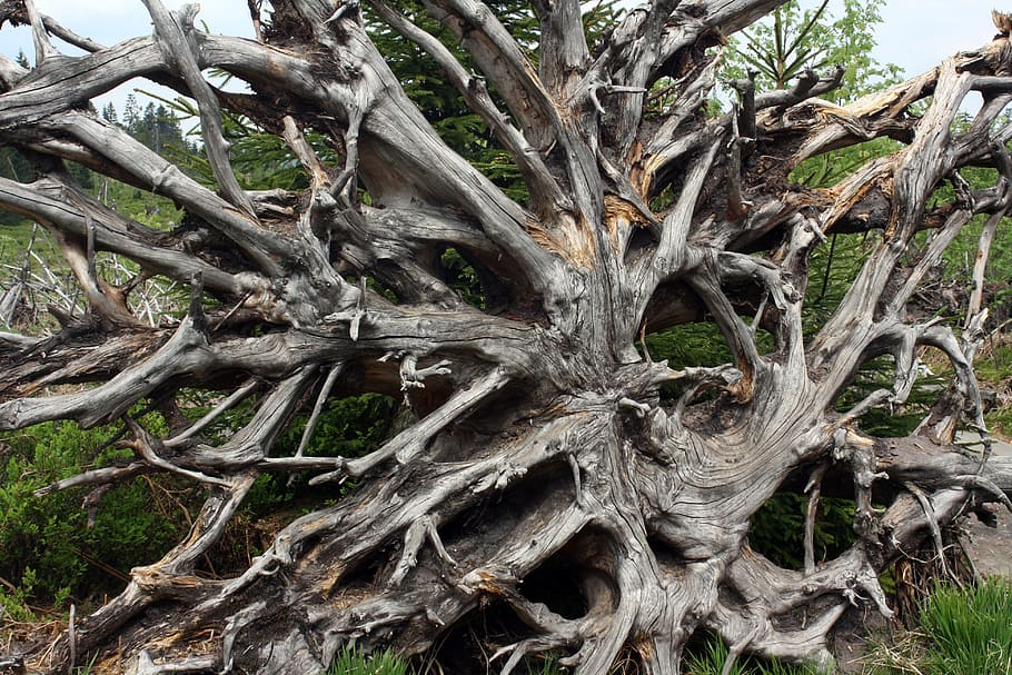 Forward, Root, Lothar, Black Forest, overturned, wind, tree HD wallpaper