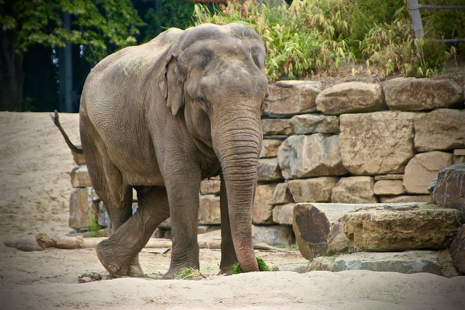 planckendael, elephant, zoo, animal themes, mammal, one animal HD wallpaper