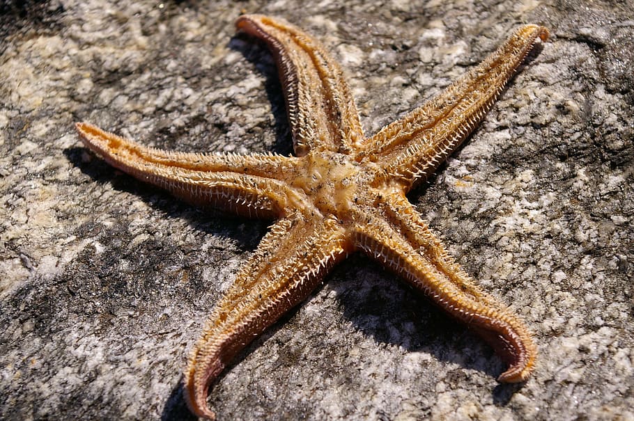 Starfish, Dried, Structure, air drying, surface, stone, meeresbewohner HD wallpaper