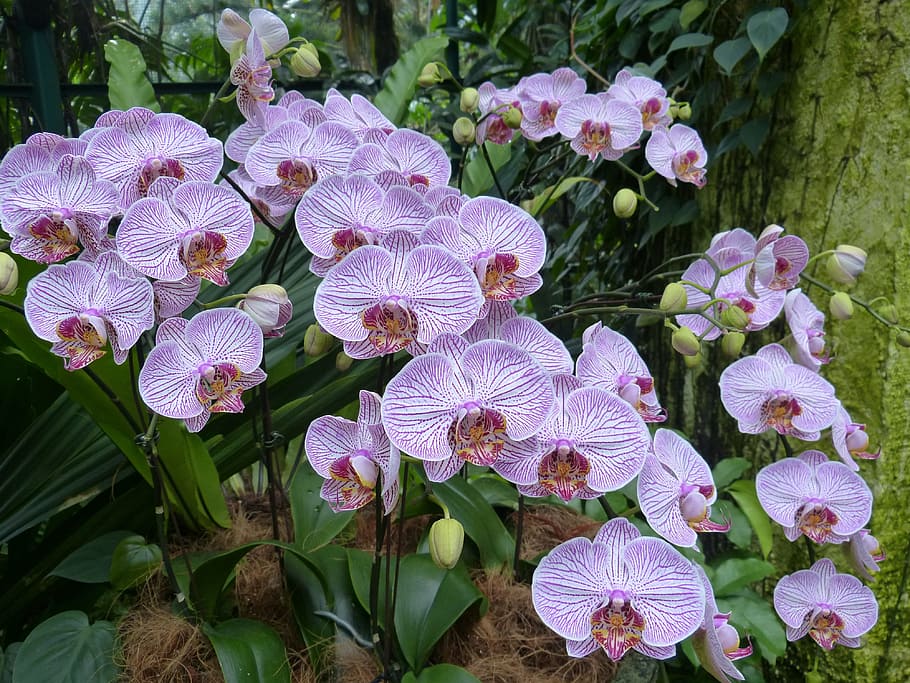Orchids, Singapore, park, botanical garden, flower, blossom, HD wallpaper