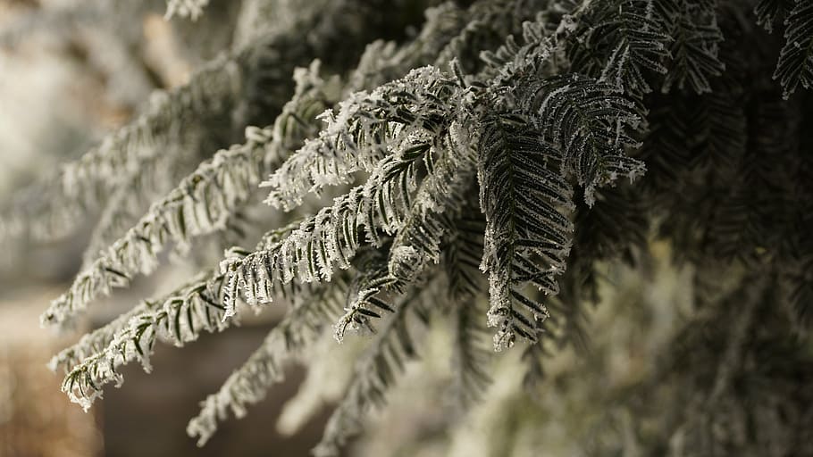 tree, white, green, christmas, winter, ice, snow, crystal, frost HD wallpaper