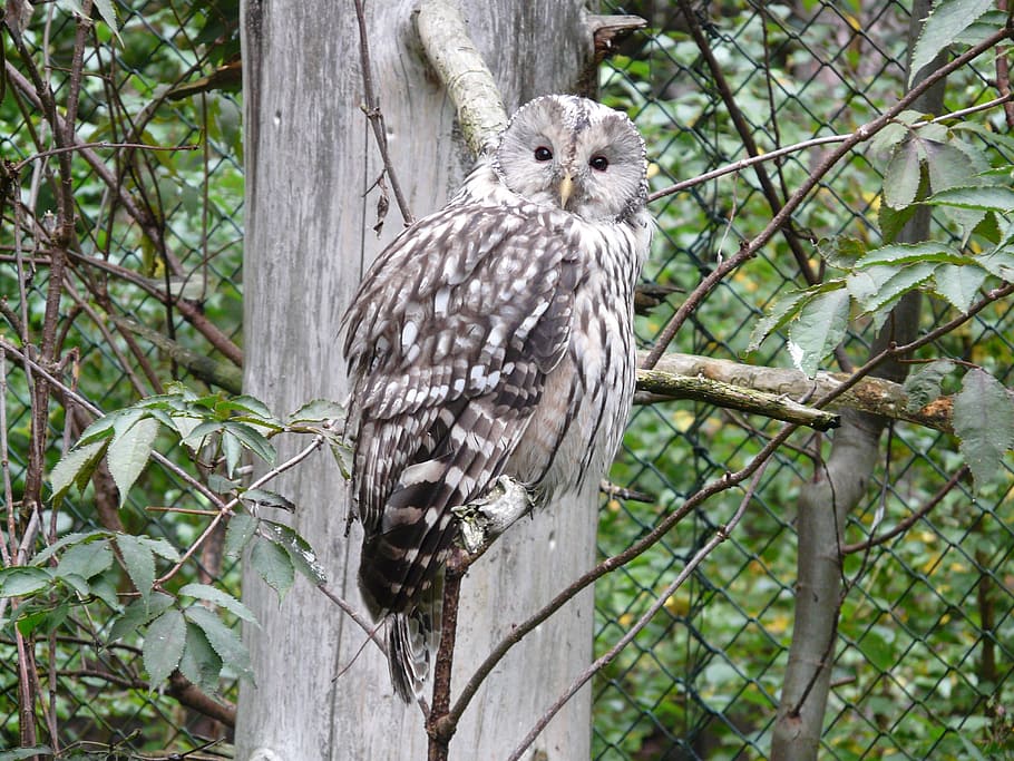 ow sitting on branch, ural owl, strix ancient, family strigidae HD wallpaper