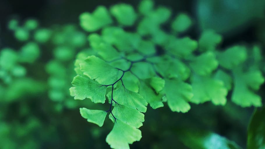 leaf, green leaf, the leaves, plant part, growth, close-up HD wallpaper