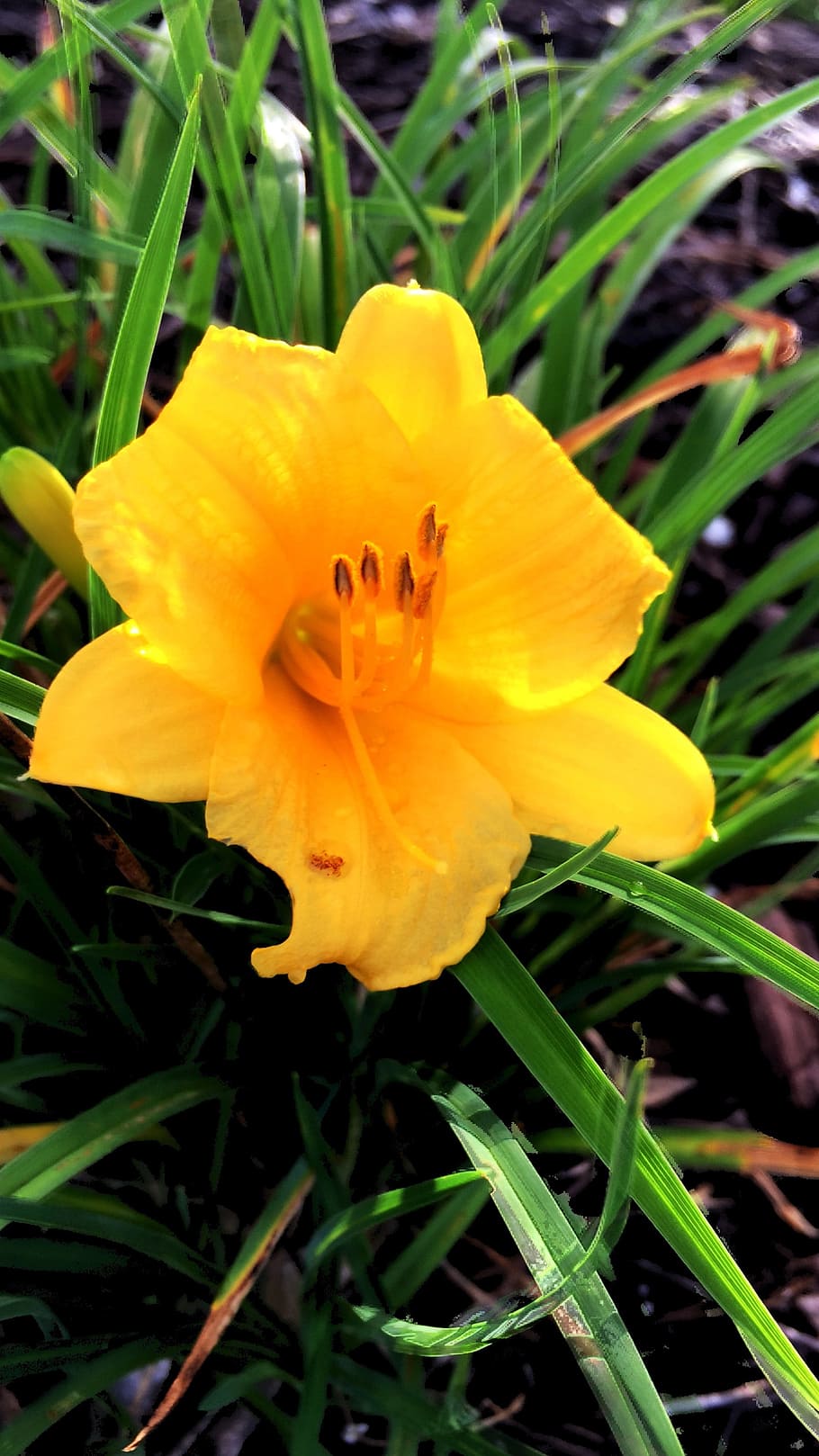 yellow, flower, botany, bright, hdr, colorful, green, plant HD wallpaper