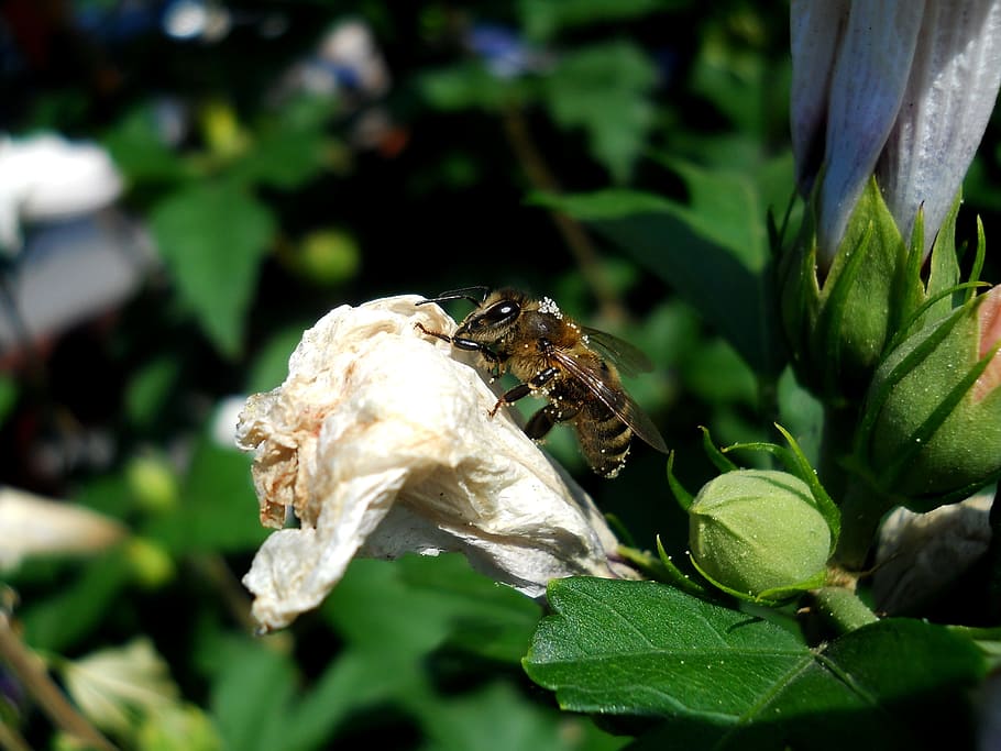 bee, pollen, nature, flower, garden, field, green, spring, insect HD wallpaper